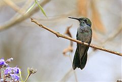 White-vented Violetear